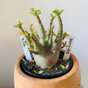 3010 25 Arabicum rdf