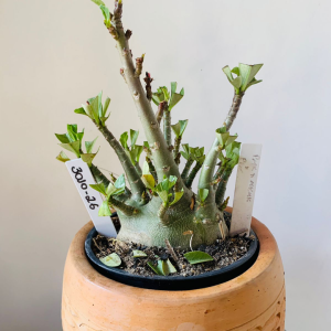 3010 26 Arabicum Pmk x mkmk x pbn