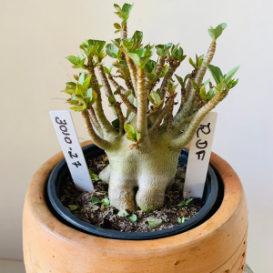 3010 27 Arabicum rdf