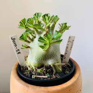 3010 28 Arabicum Torpedo x hulk x king kong