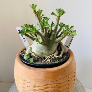 3010 29 Arabicum Pmk x mkmk x pbn