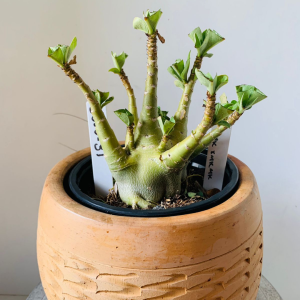 3010 31 Arabicum Pmk x mkmk