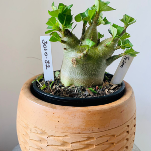 3010 32 Arabicum Tyson