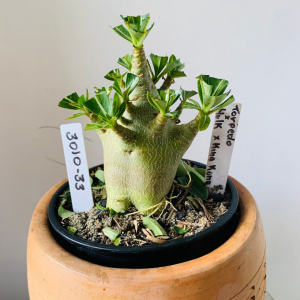 3010 33 Arabicum Torpedo x hulk x king kong