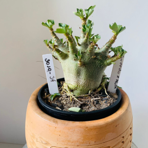 3010 34 Arabicum Torpedo x hulk