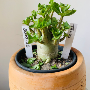 3010 35 Arabicum Tanos