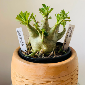 3010 36 Arabicum Torpedo x hulk x king kong