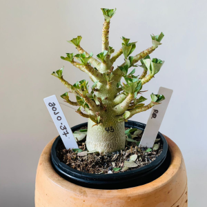 3010 37 Arabicum rdf