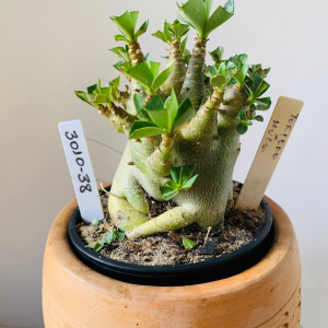 3010 38 Arabicum Torpedo x hulk