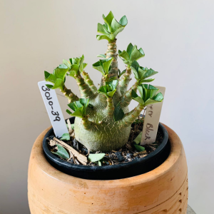 3010 39 Arabicum Super black