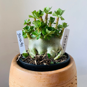 3010 41 Arabicum Tanos