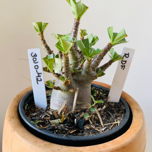 3010 42 Arabicum rdf