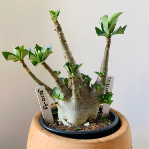 3010 43 Arabicum Takeshi