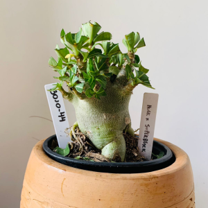 3010 44 Arabicum Hulk x super black