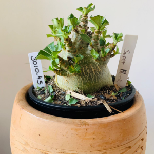 3010 45 Arabicum Super black