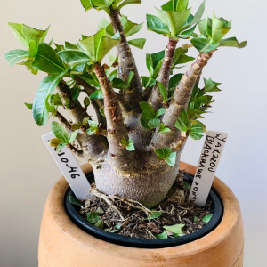 3010 46 Arabicum Yakzzou x black hawk x Onix