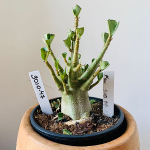 3010 47 Arabicum Nom sod dd