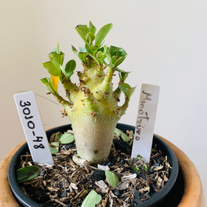 3010 48 Arabicum Minotauro