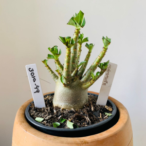 3010 49 Arabicum Mammoth