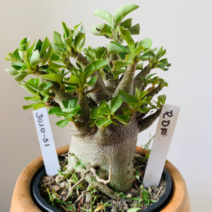 3010 51 Arabicum rdf