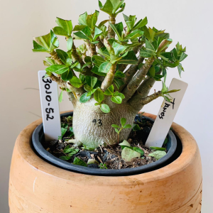 3010 52 Arabicum Tanos