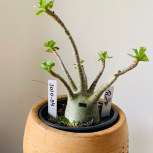 3010 54 Arabicum rdf