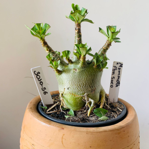 3010 56 Arabicum Mammoth x pbn soco