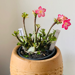 3010 57 Arabicum PBN x pbn soco