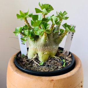 3010 58 Arabicum Yakzaou x hulk