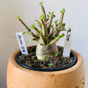 3010 59 Arabicum rdf