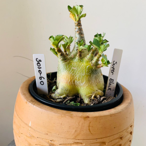 3010 60 Arabicum Super black