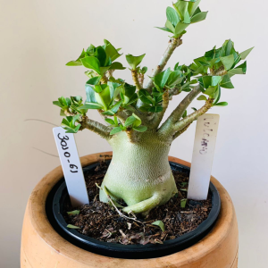 3010 61 Arabicum Vulcano