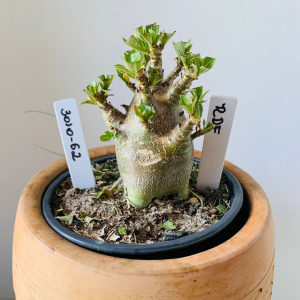 3010 62 Arabicum rdf