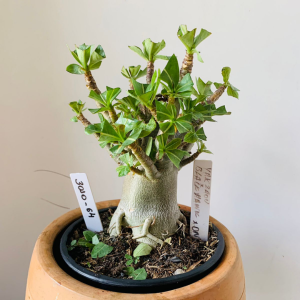 3010 64 Arabicum Yakzaou x black hawk x Onix