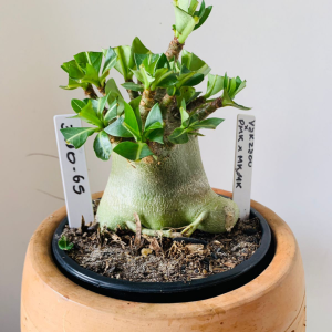 3010 65 Arabicum Yakzaou x pmk x mkmk