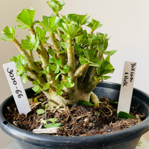 3010 66 Arabicum Yakzaou x hulk