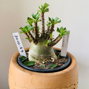 3010 67 Arabicum Yakzaou x pmk x mkmk