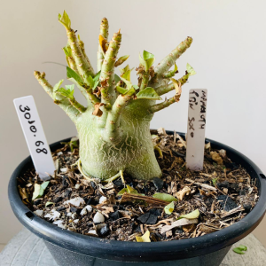 3010 68 Arabicum Mammoth x pbn soco