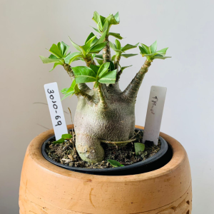 3010 69 Arabicum Tyson