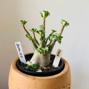 3010 70 Arabicum Zeus