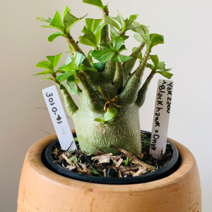 3010 71 Arabicum Yakzaou x black hawk x onyx