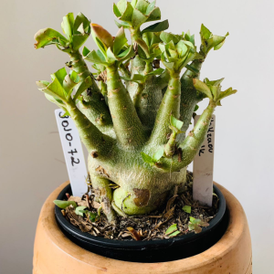 3010 72 Arabicum Yazzaou