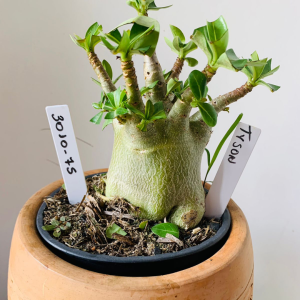 3010 75 Arabicum Tyson