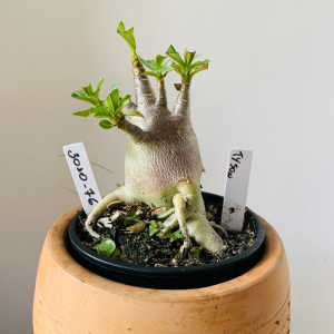 3010 76 Arabicum Tyson