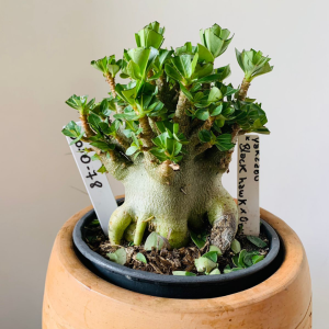 3010 78 Arabicum Yakzaou x black hawk x onyx