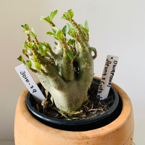 3010 79 Arabicum Dwaf (Ana) x Aeung x Godji dk