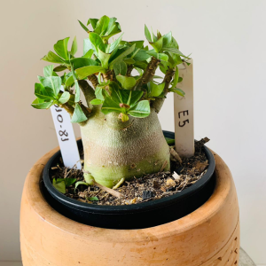 3010 81 Arabicum Tanos