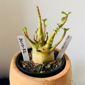 3010 82 Arabicum Nom sod dd