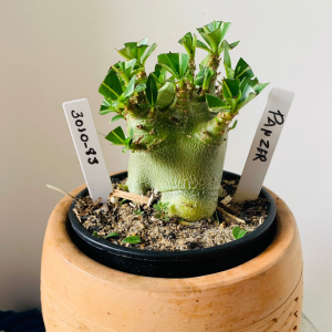 3010 83 Arabicum Panzer