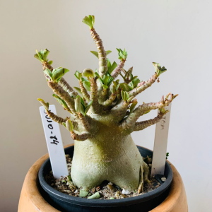 3010 84 Arabicum mammoth